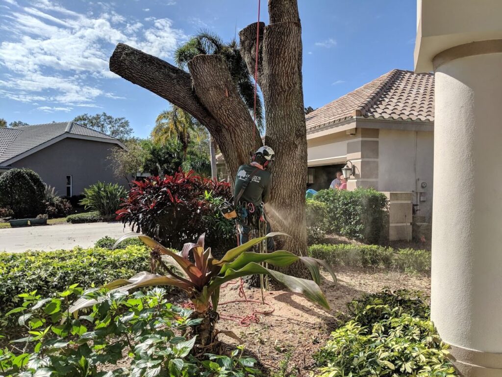 Tree Service Experts-Hardscape Contractors of Boca Raton