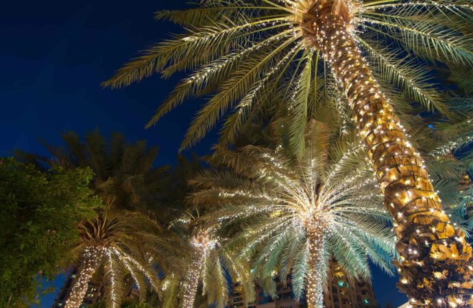 Tree lighting Services-Hardscape Contractors of Boca Raton